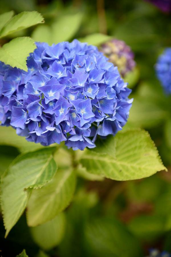 브뤼헤 Hof Ter Beuke B&B 외부 사진